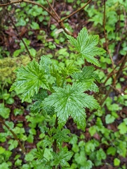 Ribes bracteosum