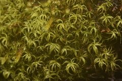 Tortella tortuosa