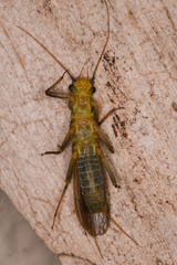Perloidea