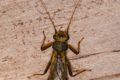 Perloidea