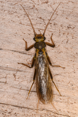 Perloidea