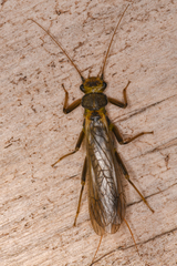 Perloidea