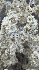 Pseudognaphalium beneolens