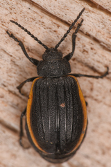 Galeruca rudis