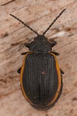 Galeruca rudis
