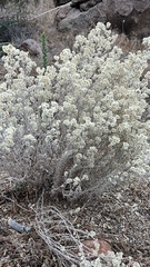 Pseudognaphalium beneolens