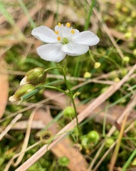 Drosera planchonii