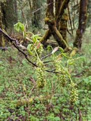 Acer macrophyllum