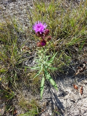 Liatris scariosa