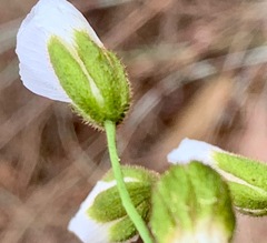 Drosera planchonii