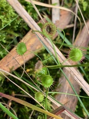 Drosera planchonii