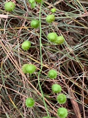 Drosera planchonii