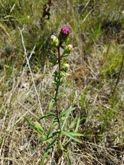 Liatris scariosa