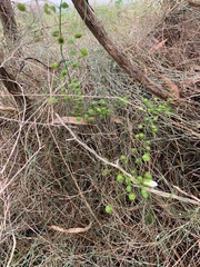 Drosera planchonii