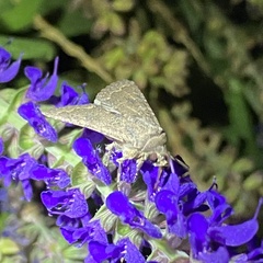 Eriopygini