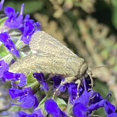 Eriopygini