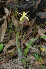 Caladenia xanthochila