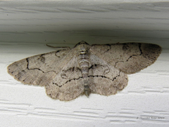 Iridopsis larvaria