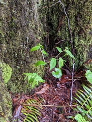 Prosartes hookeri