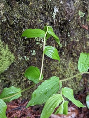 Prosartes hookeri