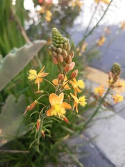 Bulbine frutescens