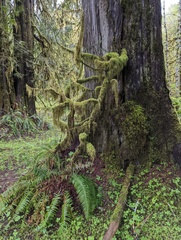 Pseudisothecium stoloniferum