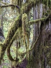 Pseudisothecium stoloniferum