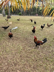 Gallus gallus domesticus