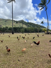 Gallus gallus domesticus