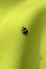 Illeis galbula