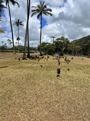 Gallus gallus domesticus