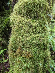 Pseudisothecium stoloniferum