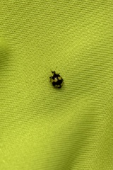 Illeis galbula