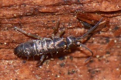 Entomobryomorpha