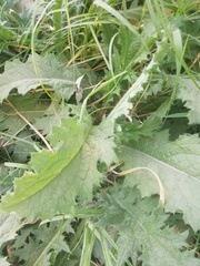 Carduus crispus