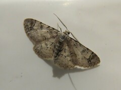 Iridopsis larvaria