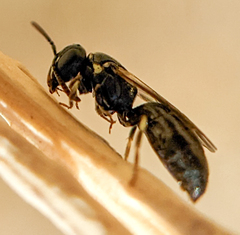 Hylaeus