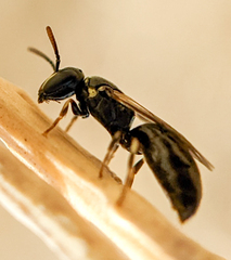Hylaeus