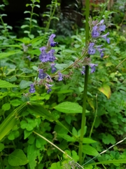 Nepeta
