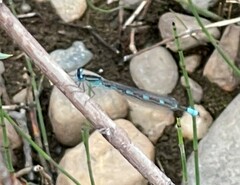 Enallagma carunculatum