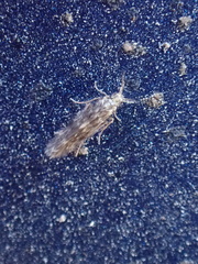 Hydroptilidae