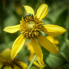 Augochlora pura