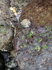 Austrocochlea porcata