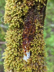 Frullania nisquallensis
