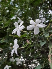 Jasminum polyanthum