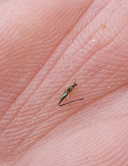 Sycoscapter australis