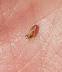 Sycoscapter australis