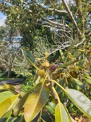 Sycoscapter australis