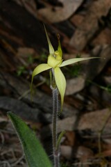 Caladenia xanthochila