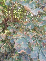 Aesculus hippocastanum